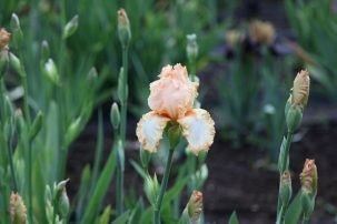 IMG_4655