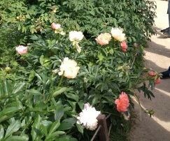 IMG_20180614_153055 пионы