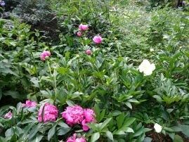 IMG_20180614_154818